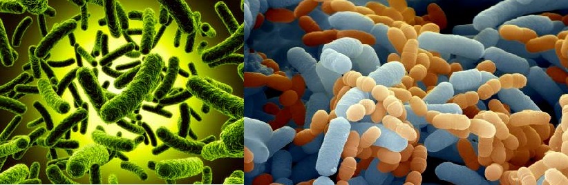 Os perigos ocultos dos antibióticos na sua flora intestinal